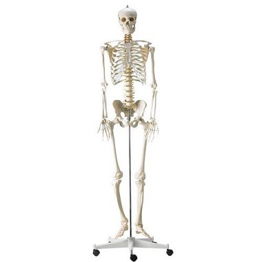 menselijk skelet(1)